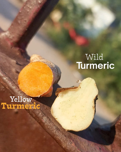 Kasthuri Manjal (Wild Turmeric)